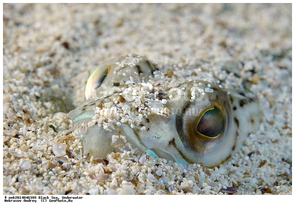 ������ ����, ��������� ��� , ���, �����, ���������, ����������, ���������, ���, ��������, ��������, �����, �������, ������������, �����, �����, �������������, ����, ������������, ����������, ���, ���������, ��������, ��������, ������, ����������, ����, ����, �������, ���, �����, �����, ���������, ���������, �������, �������, �����, ����, �������, �������, ���������, ������� �������, ������, �������, �������, ��������, ��� ������, Trachinus draco, ����, ����, �������, ��������, ��������, ������