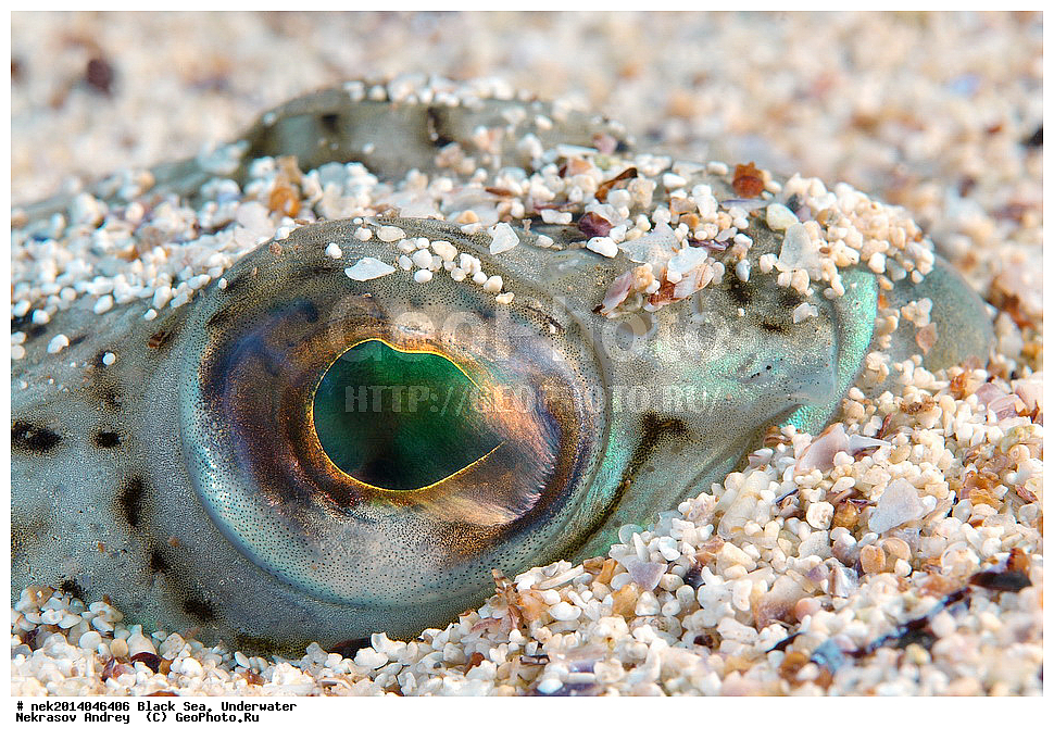 ������ ����, ��������� ��� , ���, �����, ���������, ����������, ���������, ���, ��������, ��������, �����, �������, ������������, �����, �����, �������������, ����, ������������, ����������, ���, ���������, ��������, ��������, ������, ����������, ����, ����, �������, ���, �����, �����, ���������, ���������, �������, �������, �����, ����, �������, �������, ���������, ������� �������, ������, �������, �������, ��������, ��� ������, Trachinus draco, ����, ����, �������, ��������, ��������, ������