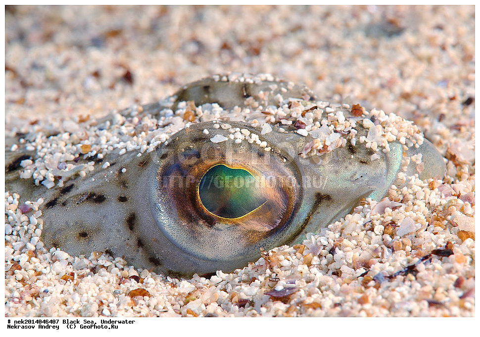 ������ ����, ��������� ��� , ���, �����, ���������, ����������, ���������, ���, ��������, ��������, �����, �������, ������������, �����, �����, �������������, ����, ������������, ����������, ���, ���������, ��������, ��������, ������, ����������, ����, ����, �������, ���, �����, �����, ���������, ���������, �������, �������, �����, ����, �������, �������, ���������, ������� �������, ������, �������, �������, ��������, ��� ������, Trachinus draco, ����, ����, �������, ��������, ��������, ������