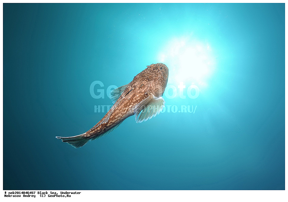 ������ ����, ��������� ��� , ���, �����, ���������, ����������, ���������, ���, ��������, ��������, �����, �������, ������������, �����, �����, �������������, ����, ������������, ����������, ���, ���������, ��������, ��������, ������, ����������, ����, ����, �������, ���, �����, �����, ���������, ���������, �������, �������, �����, ����, ���������, �������, ������, Uranoscopus scaber, ��������, ��������, �������, �������, ����, ����, ���, ������, ������, ����, ������, ������, ������