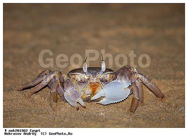 Brachyura, Brachyura Linnaeus , Pleocyemata, ������, �����������, �����������, �����������, ������ ����, ����������� ������������, ������, ��������, ������� ����, ������������, ������, �������, �������������, �, ����, ������ �����, ������ ������, ���������, �����, ������ ������, ����������, ����������, ����������, ����������, ����������, ��������, ������, ���������, ���������, ����, ��, ������, �����, ������, �����, ����, �����, �������, �����������, ������, ������, ������ � �����, �������������, �������������, �������������, �������������
