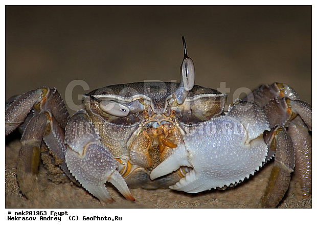 Brachyura, Brachyura Linnaeus , Pleocyemata, ������, �����������, �����������, �����������, ������ ����, ����������� ������������, ������, ��������, ������� ����, ������������, �������, �������������, �, ������, ����, �����, ����������, ����������, ����������, ����������, ����������, ������, ��������, ������, ���������, ���������, ��, ������, ��������, �������������, �������������, �������������, �������������