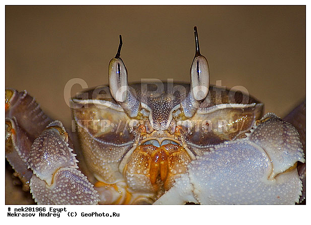 Brachyura, Brachyura Linnaeus , Pleocyemata, ������, �����������, �����������, �����������, ������ ����, ����������� ������������, ������, ��������, ������� ����, ������������, ������, �������, �������������, �, ������, ����, ������ �����, ������ ������, ���������, ����, �����, �����, ������ ������, ����������, ����������, ����������, ����������, ����������, ������, ��������, ������, ���������, ���������, ����, ��, ������, �����, ������, �����, ����, �����, �������, �����������, ��������, ������, ������, ������ � �����, �������������, �������������, �������������, �������������