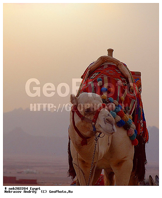 C. dromedarius, Camelus, Camelus dromedarius, Linnaeus, dromedarius, ���������� �������, ������, �����������, �����������, �����������, ������, �������, �������, �����������, ��������, ��������, ������, ��������, �������������, �����������, ����������, ���������� �������, �������������, ������������, ������, ��������, �, ���������, ������ ������, ����������, ����������, ����������, ����������, ����������, ������, ��������, ������, ���������, ���������, ����, ������� ���������, ������� ������, ��, �����, ����������, ������, ���������, ������, �����, ������, �����, �������, �������, �������, �����������, ������, ������, ������ � �����, �������������, �������������, �������������, �������������, �������, ��������, ��������, �������������, �������������, �����, �����, XYZ, �����������, Camelidae, ���������� �������, ��������, ��������, �������, Camelus dromedarius