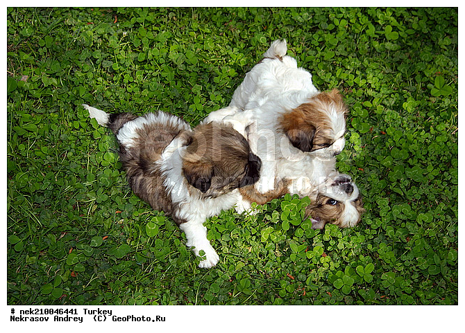 Vogue, Vogue Hotel, �������, ���, ������, ���������, ���������, ������, ���������������, ���������������, �, �������, ���������, ��������, ������, ���������, ���������, ��, �����, �����, ������, ������, ��������, ��������, ��������, ��������, ������ ������������� ������, �������������, �������������, �������������, �������������, �����