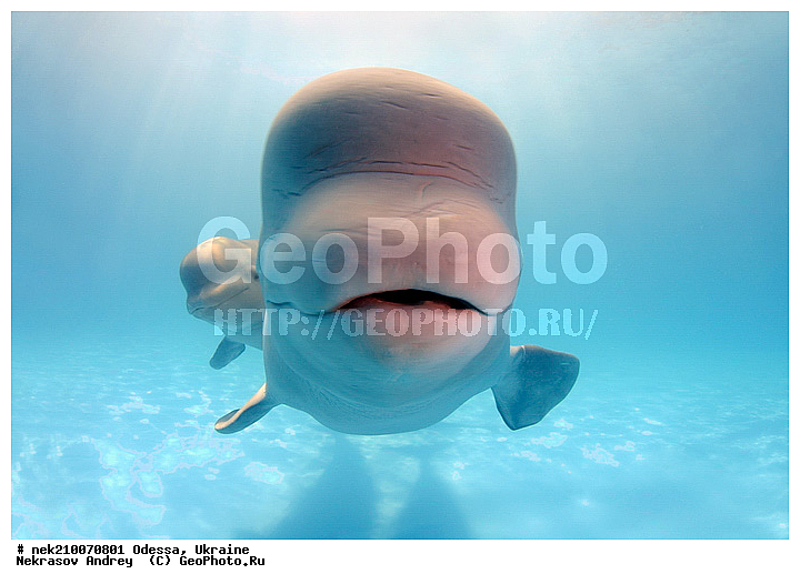 Cetacea, Delphinapterus, Delphinapterus leucas, Delphinidae, Monodontidae, Odontoceti, ������, ������, ����������� ����, ������������, ��������, ������������, �������������, ������� �������������, ����, ������, ��������� ���, �����������, ��������, ������, �����, ��������, ����, ������, ������, ������, �����, ������, �������, �������, ���, ����, �������, �����������, ��������, ����� �������, ��������, ������� ����, ����, ���, ����, ����, ������� �����, �������, ������� �������������, �������, ���������, ��������� ����, ���������, ����������, ���������� ��� ����, ���, ���������, ��������� ����������, ���������, ���������, ��������� ����������, ���������, ��������� �����, ��� �����, ���, ����, ����, ������� �������������, ������� �������������, ������� �����, XYZ, ����������, Monodontidae, ������, Delphinapterus leucas, ������� �������������, ������� �������������, ������� �����, XYZ, ����������, Monodontidae, ������, Delphinapterus leucas