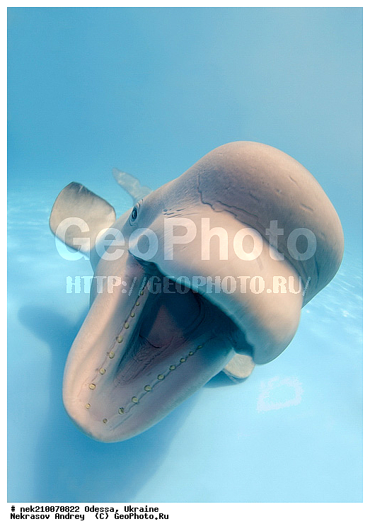 Cetacea, Delphinapterus, Delphinapterus leucas, Delphinidae, Monodontidae, Odontoceti, ������, ������, ����������� ����, ������������, ��������, ������������, �������������, ������� �������������, ����, ������, ��������� ���, �����������, ��������, ������, �����, ��������, ����, ������, ������, ������, �����, ������, �������, �������, �������, �����������, ��������, ����� �������, ��������, ������� ����, ����, ����, ���, ����, ����, ������� �����, �������, ������� �������������, �������, ���������, ��������� ����, ���������, �����, ����������, ���������� ��� ����, ���, ���������, ��������� ����������, ���������, ���������, ��������� ����������, ���������, ��������� �����, ��� �����, ���, ������� �������������, ������� �������������, ������� �����, XYZ, ����������, Monodontidae, ������, Delphinapterus leucas, ������� �������������, ������� �������������, ������� �����, XYZ, ����������, Monodontidae, ������, Delphinapterus leucas