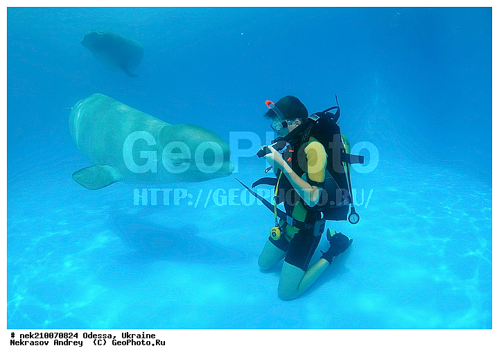 Cetacea, Delphinapterus, Delphinapterus leucas, Delphinidae, Monodontidae, Odontoceti, ������, ������, ����������� ����, ������������, ��������, ������������, �������������, ������� �������������, ����, ������, ��������� ���, �����������, ��������, ������, �����, ��������, ����, ������, ������, �����, ������, �������, ������, �������, �������, �����������, ��������, ����� �������, ��������, ������� ����, ����, ���, ����, ����, �������, ������� �����, �������, ������� �������������, �������, ���������, ��������� ����, ���������, ����������, ���������� ��� ����, ���, ���������, ��������� ����������, ���������, ���������, ��������� ����������, ���������, ��������� �����, ��� �����, ��������, ���������, ������� � �������, ������� �������������, ������� �������������, ������� �����, XYZ, ����������, Monodontidae, ������, Delphinapterus leucas, ������� �������������, ������� �������������, ������� �����, XYZ, ����������, Monodontidae, ������, Delphinapterus leucas