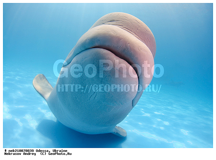 Cetacea, Delphinapterus, Delphinapterus leucas, Delphinidae, Monodontidae, Odontoceti, ������, ������, ����������� ����, ������������, ��������, ������������, �������������, ������� �������������, ����, ������, ��������� ���, �����������, ��������, ������, �����, ��������, ����, ������, ������, ������, �����, ������, �������, �������, �������, �����������, ��������, ����� �������, ��������, ������� ����, ����, ���, ����, ����, ������� �����, �������, ������� �������������, �������, ���������, ��������� ����, ���������, ����������, ���������� ��� ����, ���, ���������, ��������� ����������, ���������, ���������, ��������� ����������, ���������, ��������� �����, ��� �����, ������� �������������, ������� �������������, ������� �����, XYZ, ����������, Monodontidae, ������, Delphinapterus leucas, ������� �������������, ������� �������������, ������� �����, XYZ, ����������, Monodontidae, ������, Delphinapterus leucas