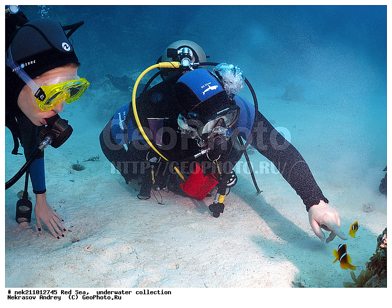 Amphiprion bicinctus, �����, ������� ����, ������, �������, �����������, �������, ���������, ������, ������, ����, ������, ������, ����, �������������, ������, �������, �����������, ������, �����, ��������, ��������, ��������, �����, ��������, �����, ������, ����������, ����������, ����������, �������, �������, ���������, ���, ����, �������, �������, �������, ����, ����, ���������, ������������, ������������, ���������, �������������, ����������, ���������, ���������, ���������, ���������, ��������� ���������, ���������, �������������, �������, �������, �������, �������, ����, ����, ����, �����, ��������, ��������, �������, �����������, �����������, �����������, ����������, ����������, ��������, ���, ����, ����, ������� � ��������� ���, ������� � �������, �������, �������, ������, �������, ��������, ��������, ����, ����, XYZ, �������������, ������� ����, Pomacentridae, ���������� ����-�����, ����������� �����, ������������� ����������� �����, ������������� ���� �����, ���������� ���������, Amphiprion bicinctus