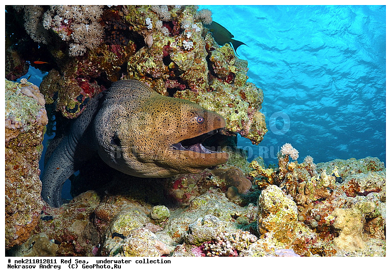 �����, ������� ����, ������, �������, ����, �����, ����������, �������������, �����������, �������, ������, �����, ��������, �����, ��������, ����, ������, ����������, ����������, ����������, �������, �������, ������, �������, ������� ����, ��������, ���, ����, �������, �������, �������, ����, ������, �����, ������������, ������������, ���������, �������, �������, �������, �������, ��������, �����, ����, ����������, ���������, ��������� ���������, ���������, �������, ���, �������, �������, �������, ����, ����, ����, ��������, ��������, �������, �����������, �����������, �����������, �����, ����, ������, ������, ������, ��������, ��������, ��������, ����, ����, XYZ, ���������, Muraenidae, ���������� ������, �������� �����������, �������� ��������, Gymnothorax javanicus