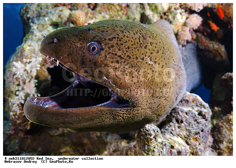 �����, ������� ����, ������, �������, ����, �����, ����������, �������������, �����������, �������, ������, �����, ��������, �����, ��������, ����, ������, ����������, ����������, ����������, �������, �������, ������, �������, ������� ����, ��������, ���, ����, �������, �������, �������, ����, ������, �����, ������������, ������������, ���������, �������, �������, �������, �������, ��������, �����, ����, ����������, ���������, ��������� ���������, ���������, �������, ���, �������, �������, �������, ����, ����, ����, ��������, ��������, �������, �����������, �����������, �����������, �����, ����, ������, ������, ������, ��������, ��������, ��������, ����, ����, XYZ, ���������, Muraenidae, ���������� ������, �������� �����������, �������� ��������, Gymnothorax javanicus