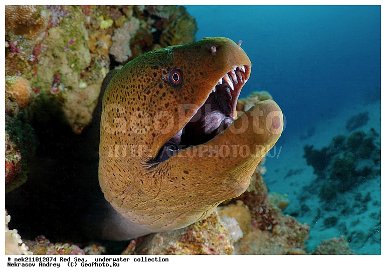 �����, ������� ����, ������, �������, ����, �����, ����������, �������������, �����������, �������, ������, �����, ��������, �����, ��������, ����, ������, ����������, ����������, ����������, �������, �������, ������, �������, ������� ����, ��������, ���, ����, �������, �������, �������, ����, ������, �����, ������������, ������������, ���������, �������, �������, �������, �������, ��������, �����, ����, ����������, ���������, ��������� ���������, ���������, �������, ���, �������, �������, �������, ����, ����, ����, ��������, ��������, �������, �����������, �����������, �����������, �����, ����, ������, ������, ������, ��������, ��������, ��������, ����, ����, XYZ, ���������, Muraenidae, ���������� ������, �������� �����������, �������� ��������, Gymnothorax javanicus