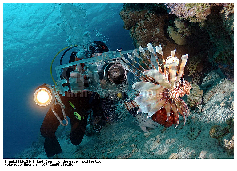 �����, ������� ����, ������, �������, ����, �����, �������������, �������, ������, �����, ��������, �����, �����, ��������, ������, ����������, ����������, ����������, �������, �������, ������, �������, ��������, ���, ���, ����, �������, �������, �������, ����, �����, ������������, ������������, ���������, ����, ����������, ���������, ��������� ���������, ���������, �������, ���, �������, �������, �������, ����, ����, ��������, ��������, ��������, �������, �����������, �����������, �����������, ������� � ��������� ���, ������� � �������, ��������, ��������, ����, ����, XYZ, �����������, Scorpaenidae, � ��������-�����, ����-�����, ��������� ��������, ����-���, Pterois volitans