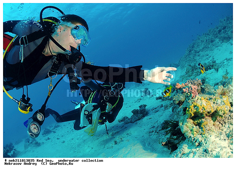 Amphiprion bicinctus, �����, ������� ����, ������, �������, �����������, �������, ���������, ������, ������, ����, ������, ������, ����, �������������, ������, �������, �����������, ������, �����, ��������, ��������, ��������, �����, ��������, �����, ������, ����������, ����������, ����������, �������, �������, ���������, ���, ����, �������, �������, �������, ����, ����, ���������, ������������, ������������, ���������, �������������, ����������, ���������, ���������, ���������, ���������, ��������� ���������, ���������, �������������, �������, �������, �������, �������, ����, ����, ����, �����, ��������, ��������, �������, �����������, �����������, �����������, ����������, ����������, ��������, ������� � ��������� ���, ������� � �������, �������, �������, ������, �������, ��������, ��������, ����, ����, XYZ, �������������, ������� ����, Pomacentridae, ���������� ����-�����, ����������� �����, ������������� ����������� �����, ������������� ���� �����, ���������� ���������, Amphiprion bicinctus