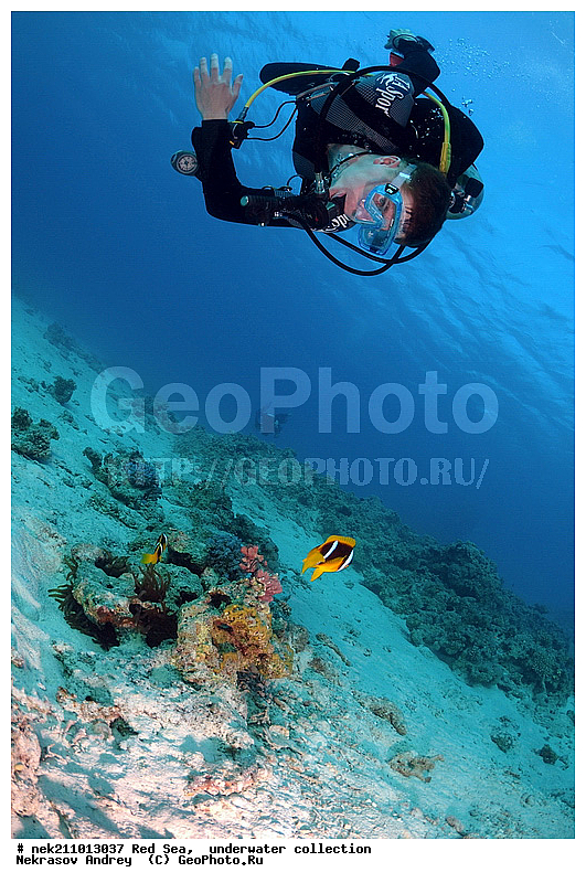 Amphiprion bicinctus, �����, ������� ����, ������, �������, �����������, �������, ���������, ������, ������, ����, ������, ������, ����, �������������, ������, �������, �����������, ������, �����, ��������, ��������, ��������, �����, ��������, �����, ������, ����������, ����������, ����������, �������, �������, ���������, ���, ����, �������, �������, �������, ����, ����, ���������, ������������, ������������, ���������, �������������, ����������, ���������, ���������, ���������, ���������, ��������� ���������, ���������, �������������, �������, �������, �������, �������, ����, ����, ����, �����, ��������, ��������, �������, �����������, �����������, �����������, ����������, ����������, ��������, ������� � ��������� ���, ������� � �������, �������, �������, ������, �������, ��������, ��������, ����, ����, XYZ, �������������, ������� ����, Pomacentridae, ���������� ����-�����, ����������� �����, ������������� ����������� �����, ������������� ���� �����, ���������� ���������, Amphiprion bicinctus