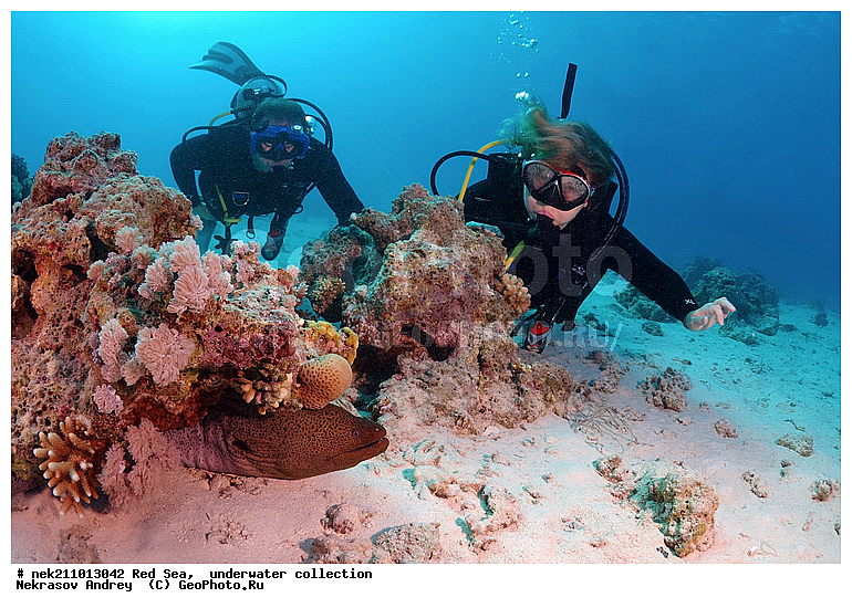 �����, ������� ����, ������, �������, ����, �����, ����������, �������������, �����������, �������, ������, �����, ��������, �����, ��������, ����, ������, ����������, ����������, ����������, �������, �������, ������, �������, ������� ����, ��������, ���, ����, �������, �������, �������, ����, ������, �����, ������������, ������������, ���������, �������, �������, �������, �������, ��������, �����, ����, ����������, ���������, ��������� ���������, ���������, �������, ���, �������, �������, �������, ����, ����, ����, ��������, ��������, �������, �����������, �����������, �����������, �����, ����, ������, ������, ������, ��������, ���, ����, ����, ������� � ��������� ���, ������� � �������, ��������, ��������, ����, ����, XYZ, ���������, Muraenidae, ���������� ������, �������� �����������, �������� ��������, Gymnothorax javanicus