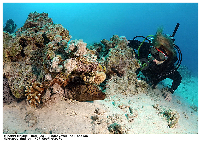 �����, ������� ����, ������, �������, ����, �����, ����������, �������������, �����������, �������, ������, �����, ��������, �����, ��������, ����, ������, ����������, ����������, ����������, �������, �������, ������, �������, ������� ����, ��������, ���, ����, �������, �������, �������, ����, ������, �����, ������������, ������������, ���������, �������, �������, �������, �������, ��������, �����, ����, ����������, ���������, ��������� ���������, ���������, �������, ���, �������, �������, �������, ����, ����, ����, ��������, ��������, �������, �����������, �����������, �����������, �����, ����, ������, ������, ������, ��������, ������� � ��������� ���, ������� � �������, ��������, ��������, ����, ����, XYZ, ���������, Muraenidae, ���������� ������, �������� �����������, �������� ��������, Gymnothorax javanicus