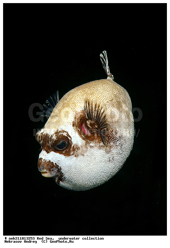 �����, ������� ����, ������, �������, �����, ����, �����, ����������������, �������������, �������, ���������, ������������, ������, �����, ��������, �����, ��������, ��������, ����������, ����������, ����������, �������, �������, ������, �������, �����, ��������, ���, ����, �������, �������, �������, ����, ������������, ������������, ������, ������, ����, �����, ������������, ������������, ���������, ������� , ������, �������, ����, ����������, ���������, ��������� ���������, ���������, �������, �������, �������, �������, ����, ����, ������, ��������, ��������, �������, �����������, �����������, �����������, ���, ����, ������, ������ ���, ���, ��������, ��������, ��������, ��������