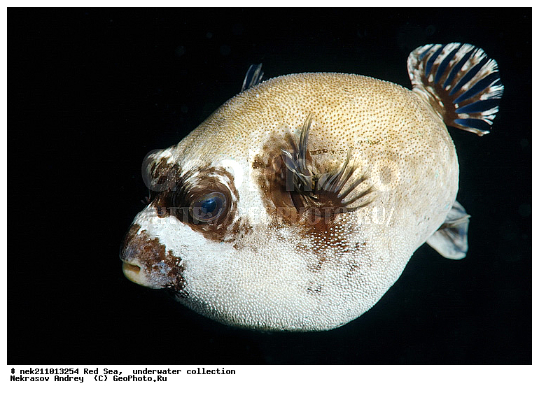 �����, ������� ����, ������, �������, �����, ����, �����, ����������������, �������������, �������, ���������, ������������, ������, �����, ��������, �����, ��������, ��������, ����������, ����������, ����������, �������, �������, ������, �������, �����, ��������, ���, ����, �������, �������, �������, ����, ������������, ������������, ������, ������, ����, �����, ������������, ������������, ���������, ������� , ������, �������, ����, ����������, ���������, ��������� ���������, ���������, �������, �������, �������, �������, ����, ����, ������, ��������, ��������, �������, �����������, �����������, �����������, ���, ����, ������, ������ ���, ���, ��������, ��������, ��������, ��������