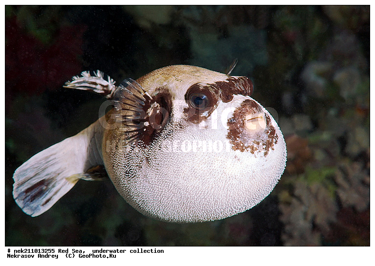 �����, ������� ����, ������, �������, �����, ����, �����, ����������������, �������������, �������, ���������, ������������, ������, �����, ��������, �����, ��������, ��������, ����������, ����������, ����������, �������, �������, ������, �������, �����, ��������, ���, ����, �������, �������, �������, ����, ������������, ������������, ������, ������, ����, �����, ������������, ������������, ���������, ������� , ������, �������, ����, ����������, ���������, ��������� ���������, ���������, �������, �������, �������, �������, ����, ����, ������, ��������, ��������, �������, �����������, �����������, �����������, ���, ����, ������, ������ ���, ���, ��������, ��������, ��������, ��������