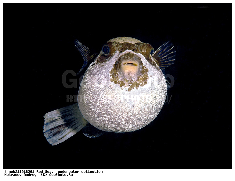 �����, ������� ����, ������, �������, �����, ����, �����, ����������������, �������������, �������, ���������, ������������, ������, �����, ��������, �����, ��������, ��������, ����������, ����������, ����������, �������, �������, ������, �������, �����, ��������, ���, ����, �������, �������, �������, ����, ������������, ������������, ������, ������, ����, �����, ������������, ������������, ���������, ������� , ������, �������, ����, ����������, ���������, ��������� ���������, ���������, �������, �������, �������, �������, ����, ����, ������, ��������, ��������, �������, �����������, �����������, �����������, ���, ����, ������, ������ ���, ���, ��������, ��������, ��������, ��������