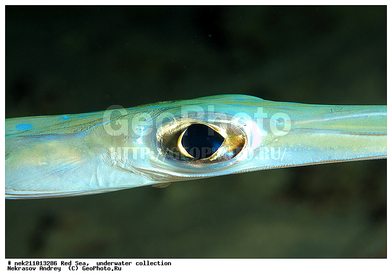 ������, �������, ����, �����, �������������, ����, �������, ������, �����, ��������, �����, ��������, ������, ����������, ����������, ����������, �������, �������, ������, �������, ���, ����, �������, �������, �������, ����, ������, ������, ����, �����, ������������, ������������, ���������, ����, ����������, ���������, ���������, �������, �������, ���, �������, �������, �������, ����, ����, ����������, ��������, ��������, �������, �����������, �����������, �����������, ������, ������ ���