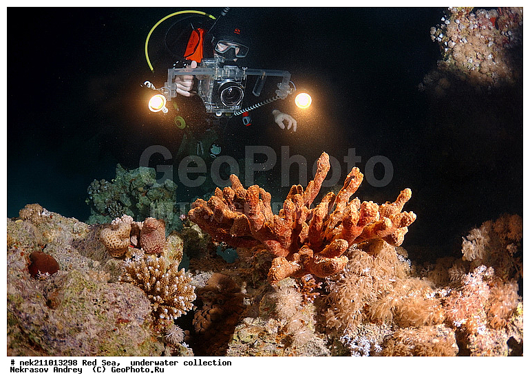 animale, aqua, aquatisch, coral, dive, diving, life, marinelife, reef, sea, sealife, sportdiver, tauchen, underwater, unterwasser, wildlife, �����, ������� ����, ������, �������, ����, �����, �������������, ������, �������, ������, �����, ��������, �����, ��������, ������, ����������, ����������, ����������, �������, �������, ������, �������, ���, ����, �������, �������, �������, ����, ������, ������, ����, �����, ������������, ������������, ���������, ����, ����������, ���������, ��������� ���������, ���������, �������, ���, �������, �������, �������, ����, ��������, ��������, �������, �����������, �����������, �����������, ������ ���, ������� � ��������� ���, ������� � �������