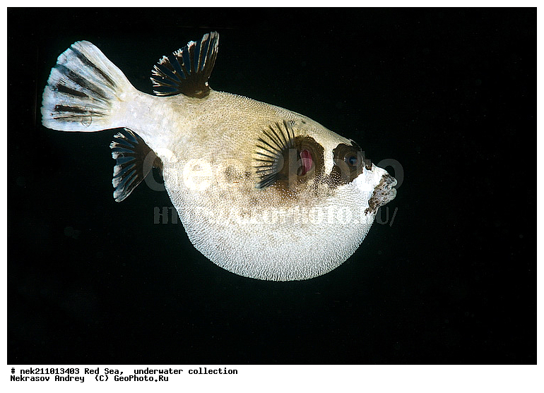 �����, ������� ����, ������, �������, �����, ����, �����, ����������������, �������������, �������, ���������, ������������, ������, �����, ��������, �����, ��������, ��������, ����������, ����������, ����������, �������, �������, ������, �������, �����, ��������, ���, ����, �������, �������, �������, ����, ������������, ������������, ������, ������, ����, �����, ������������, ������������, ���������, ������� , ������, �������, ����, ����������, ���������, ��������� ���������, ���������, �������, �������, �������, �������, ����, ����, ������, ��������, ��������, �������, �����������, �����������, �����������, ���, ����, ������, ������ ���, ���, ��������, ��������, ��������, ��������