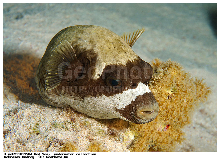 �����, ������� ����, ������, �������, �����, ����, �����, ����������������, �������������, �������, ���������, ������������, ������, �����, ��������, �����, ��������, ��������, ����������, ����������, ����������, �������, �������, ������, �������, �����, ��������, ���, ����, �������, �������, �������, ����, ������������, ������������, ������, ������, ����, �����, ������������, ������������, ���������, ������� , ������, �������, ����, ����������, ���������, ��������� ���������, ���������, �������, �������, �������, �������, ����, ����, ������, ��������, ��������, �������, �����������, �����������, �����������, ���, ����, ������, ������ ���, ���, ��������, ��������, ��������, ��������