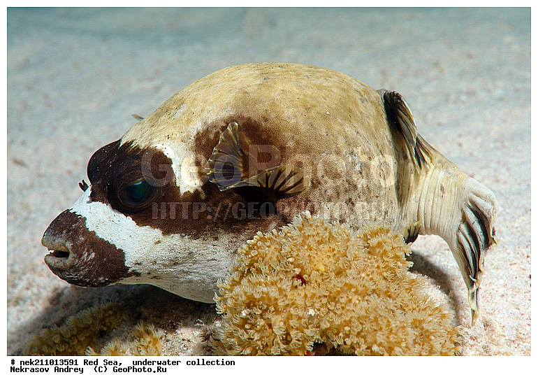 �����, ������� ����, ������, �������, �����, ����, �����, ����������������, �������������, �������, ���������, ������������, ������, �����, ��������, �����, ��������, ��������, ����������, ����������, ����������, �������, �������, ������, �������, �����, ��������, ���, ����, �������, �������, �������, ����, ������������, ������������, ������, ������, ����, �����, ������������, ������������, ���������, ������� , ������, �������, ����, ����������, ���������, ��������� ���������, ���������, �������, �������, �������, �������, ����, ����, ������, ��������, ��������, �������, �����������, �����������, �����������, ���, ����, ������, ������ ���, ���, ��������, ��������, ��������, ��������