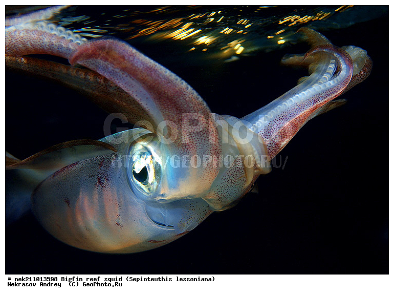 Cephalopoda, ������� ����, ������, �������, ���������, ��������������, �����, ����, �����, ����������������, �������������, �����������, �����������, �������, ���������, ������������, ������, �����, ��������, ��������, ��������, �����, ��������, �������, ����������������, ����������, ����������, ����������, �������, �������, ������, �������, �����, �����������, ���, �������, ��������, ����, �������, �������, �������, ����, ��������, ����������, ������������, ������������, ������, ������, ������, ����, �����, ������������, ������������, ���������, ����, ������, ����������, ���������, ���������, �������, �������, �������, �������, ����, ������, ��������, ��������, �������, �����������, �����������, �����������, ���, ������������, ������������, ������, ������ ���, ��������, Cephalopoda, ����������, ���������, �����������, ����������� , ��������, ��������, ��������, ����������, �����������, �������, XYZ, Loliginidae, ������� �������, Sepioteuthis lessoniana