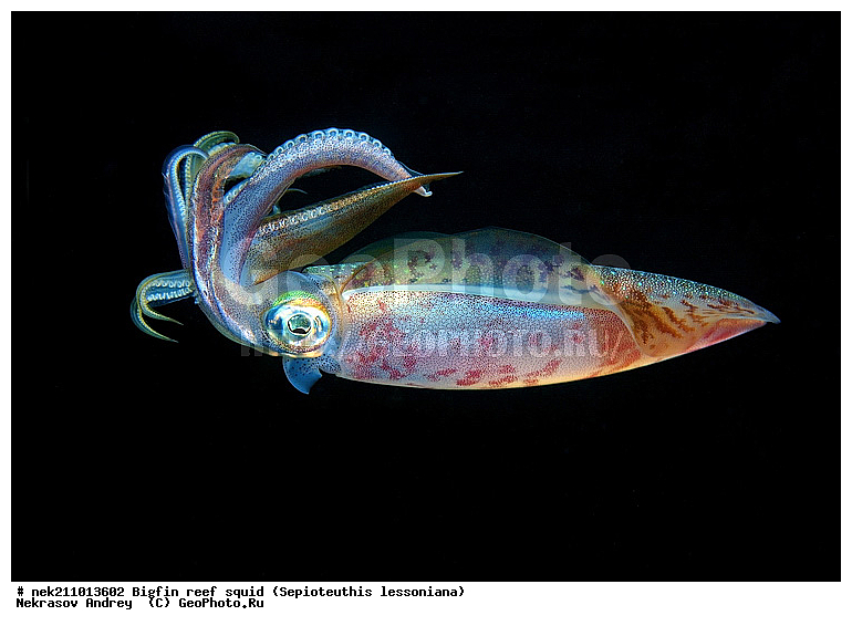 Cephalopoda, ������� ����, ������, �������, ���������, ��������������, �����, ����, �����, ����������������, �������������, �����������, �����������, �������, ���������, ������������, ������, �����, ��������, ��������, ��������, �����, ��������, �������, ����������������, ����������, ����������, ����������, �������, �������, ������, �������, �����, �����������, ���, �������, ��������, ����, �������, �������, �������, ����, ��������, ����������, ������������, ������������, ������, ������, ������, ����, �����, ������������, ������������, ���������, ����, ������, ����������, ���������, ���������, �������, �������, �������, �������, ����, ������, ��������, ��������, �������, �����������, �����������, �����������, ���, ������������, ������������, ������, ������ ���, ��������, Cephalopoda, ����������, ���������, �����������, ����������� , ��������, ��������, ��������, ����������, �����������, �������, XYZ, Loliginidae, ������� �������, Sepioteuthis lessoniana