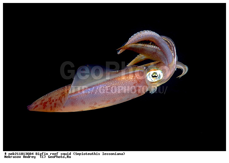 Cephalopoda, ������� ����, ������, �������, ���������, ��������������, �����, ����, �����, ����������������, �������������, �����������, �����������, �������, ���������, ������������, ������, �����, ��������, ��������, ��������, �����, ��������, �������, ����������������, ����������, ����������, ����������, �������, �������, ������, �������, �����, �����������, ���, �������, ��������, ����, �������, �������, �������, ����, ��������, ����������, ������������, ������������, ������, ������, ������, ����, �����, ������������, ������������, ���������, ����, ������, ����������, ���������, ���������, �������, �������, �������, �������, ����, ������, ��������, ��������, �������, �����������, �����������, �����������, ���, ������������, ������������, ������, ������ ���, ��������, Cephalopoda, ����������, ���������, �����������, ����������� , ��������, ��������, ��������, ����������, �����������, �������, XYZ, Loliginidae, ������� �������, Sepioteuthis lessoniana