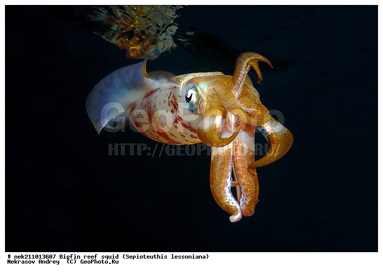 Cephalopoda, ������� ����, ������, �������, ���������, ��������������, �����, ����, �����, ����������������, �������������, �����������, �����������, �������, ���������, ������������, ������, �����, ��������, ��������, ��������, �����, ��������, �������, ����������������, ����������, ����������, ����������, �������, �������, ������, �������, �����, �����������, ���, �������, ��������, ����, �������, �������, �������, ����, ��������, ����������, ������������, ������������, ������, ������, ������, ����, �����, ������������, ������������, ���������, ����, ������, ����������, ���������, ���������, �������, �������, �������, �������, ����, ������, ��������, ��������, �������, �����������, �����������, �����������, ���, ������������, ������������, ������, ������ ���, ��������, Cephalopoda, ����������, ���������, �����������, ����������� , ��������, ��������, ��������, ����������, �����������, �������, XYZ, Loliginidae, ������� �������, Sepioteuthis lessoniana