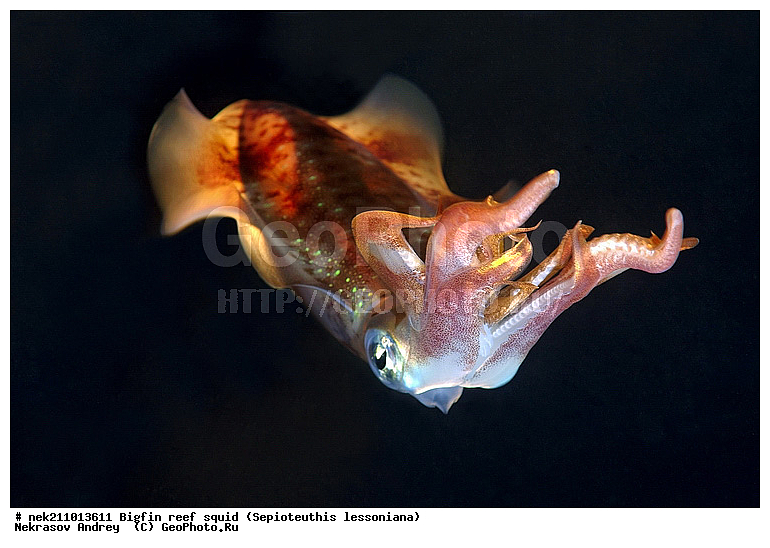 Cephalopoda, ������� ����, ������, �������, ���������, ��������������, �����, ����, �����, ����������������, �������������, �����������, �����������, �������, ���������, ������������, ������, �����, ��������, ��������, ��������, �����, ��������, �������, ����������������, ����������, ����������, ����������, �������, �������, ������, �������, �����, �����������, ���, �������, ��������, ����, �������, �������, �������, ����, ��������, ����������, ������������, ������������, ������, ������, ������, ����, �����, ������������, ������������, ���������, ����, ������, ����������, ���������, ���������, �������, �������, �������, �������, ����, ������, ��������, ��������, �������, �����������, �����������, �����������, ���, ������������, ������������, ������, ������ ���, ��������, Cephalopoda, ����������, ���������, �����������, ����������� , ��������, ��������, ��������, ����������, �����������, �������, XYZ, Loliginidae, ������� �������, Sepioteuthis lessoniana