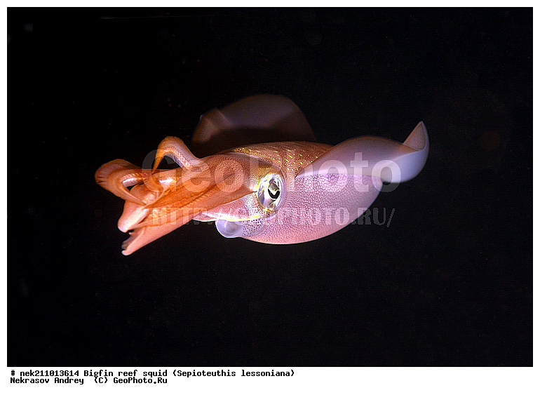 Cephalopoda, ������� ����, ������, �������, ���������, ��������������, �����, ����, �����, ����������������, �������������, �����������, �����������, �������, ���������, ������������, ������, �����, ��������, ��������, ��������, �����, ��������, �������, ����������������, ����������, ����������, ����������, �������, �������, ������, �������, �����, �����������, ���, �������, ��������, ����, �������, �������, �������, ����, ��������, ����������, ������������, ������������, ������, ������, ������, ����, �����, ������������, ������������, ���������, ����, ������, ����������, ���������, ���������, �������, �������, �������, �������, ����, ������, ��������, ��������, �������, �����������, �����������, �����������, ���, ������������, ������������, ������, ������ ���, ��������, Cephalopoda, ����������, ���������, �����������, ����������� , ��������, ��������, ��������, ����������, �����������, �������, XYZ, Loliginidae, ������� �������, Sepioteuthis lessoniana