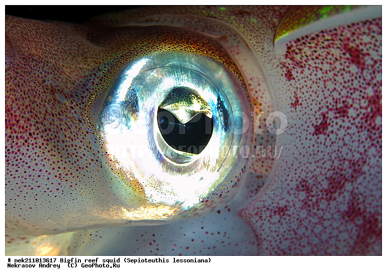 Cephalopoda, ������� ����, ������, �������, ���������, ��������������, �����, ����, �����, ����������������, �������������, �����������, �����������, �������, ���������, ������������, ������, �����, ��������, ��������, ��������, �����, ��������, �������, ����������������, ����������, ����������, ����������, �������, �������, ������, �������, �����, �����������, ���, �������, ��������, ����, �������, �������, �������, ����, ��������, ����������, ������������, ������������, ������, ������, ������, ����, �����, ������������, ������������, ���������, ����, ������, ����������, ���������, ���������, �������, �������, �������, �������, ����, ������, ��������, ��������, �������, �����������, �����������, �����������, ���, ������������, ������������, ������, ������ ���, ��������, Cephalopoda, ����������, ���������, �����������, ����������� , ��������, ��������, ��������, ����������, �����������, �������, XYZ, Loliginidae, ������� �������, Sepioteuthis lessoniana