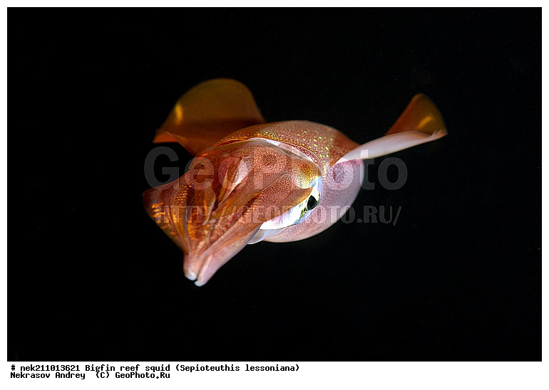 Cephalopoda, ������� ����, ������, �������, ���������, ��������������, �����, ����, �����, ����������������, �������������, �����������, �����������, �������, ���������, ������������, ������, �����, ��������, ��������, ��������, �����, ��������, �������, ����������������, ����������, ����������, ����������, �������, �������, ������, �������, �����, �����������, ���, �������, ��������, ����, �������, �������, �������, ����, ��������, ����������, ������������, ������������, ������, ������, ������, ����, �����, ������������, ������������, ���������, ����, ������, ����������, ���������, ���������, �������, �������, �������, �������, ����, ������, ��������, ��������, �������, �����������, �����������, �����������, ���, ������������, ������������, ������, ������ ���, ��������, Cephalopoda, ����������, ���������, �����������, ����������� , ��������, ��������, ��������, ����������, �����������, �������, XYZ, Loliginidae, ������� �������, Sepioteuthis lessoniana