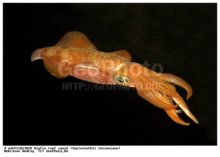 Cephalopoda, ������� ����, ������, �������, ���������, ��������������, �����, ����, �����, ����������������, �������������, �����������, �����������, �������, ���������, ������������, ������, �����, ��������, ��������, ��������, �����, ��������, �������, ����������������, ����������, ����������, ����������, �������, �������, ������, �������, �����, �����������, ���, �������, ��������, ����, �������, �������, �������, ����, ��������, ����������, ������������, ������������, ������, ������, ������, ����, �����, ������������, ������������, ���������, ����, ������, ����������, ���������, ���������, �������, �������, �������, �������, ����, ������, ��������, ��������, �������, �����������, �����������, �����������, ���, ������������, ������������, ������, ������ ���, ��������, Cephalopoda, ����������, ���������, �����������, ����������� , ��������, ��������, ��������, ����������, �����������, �������, XYZ, Loliginidae, ������� �������, Sepioteuthis lessoniana