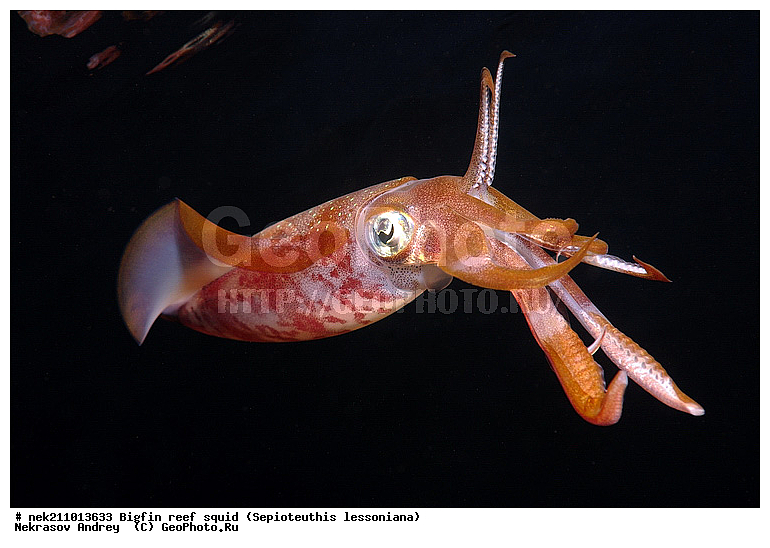 Cephalopoda, ������� ����, ������, �������, ���������, ��������������, �����, ����, �����, ����������������, �������������, �����������, �����������, �������, ���������, ������������, ������, �����, ��������, ��������, ��������, �����, ��������, �������, ����������������, ����������, ����������, ����������, �������, �������, ������, �������, �����, �����������, ���, �������, ��������, ����, �������, �������, �������, ����, ��������, ����������, ������������, ������������, ������, ������, ������, ����, �����, ������������, ������������, ���������, ����, ������, ����������, ���������, ���������, �������, �������, �������, �������, ����, ������, ��������, ��������, �������, �����������, �����������, �����������, ���, ������������, ������������, ������, ������ ���, ��������, Cephalopoda, ����������, ���������, �����������, ����������� , ��������, ��������, ��������, ����������, �����������, �������, XYZ, Loliginidae, ������� �������, Sepioteuthis lessoniana