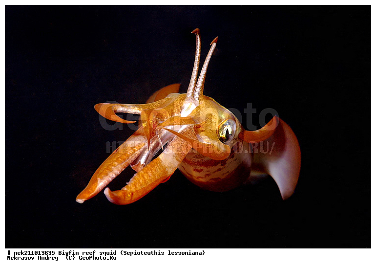 Cephalopoda, ������� ����, ������, �������, ���������, ��������������, �����, ����, �����, ����������������, �������������, �����������, �����������, �������, ���������, ������������, ������, �����, ��������, ��������, ��������, �����, ��������, �������, ����������������, ����������, ����������, ����������, �������, �������, ������, �������, �����, �����������, ���, �������, ��������, ����, �������, �������, �������, ����, ��������, ����������, ������������, ������������, ������, ������, ������, ����, �����, ������������, ������������, ���������, ����, ������, ����������, ���������, ���������, �������, �������, �������, �������, ����, ������, ��������, ��������, �������, �����������, �����������, �����������, ���, ������������, ������������, ������, ������ ���, ��������, Cephalopoda, ����������, ���������, �����������, ����������� , ��������, ��������, ��������, ����������, �����������, �������, XYZ, Loliginidae, ������� �������, Sepioteuthis lessoniana