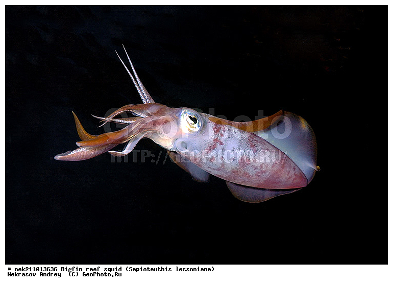 Cephalopoda, ������� ����, ������, �������, ���������, ��������������, �����, ����, �����, ����������������, �������������, �����������, �����������, �������, ���������, ������������, ������, �����, ��������, ��������, ��������, �����, ��������, �������, ����������������, ����������, ����������, ����������, �������, �������, ������, �������, �����, �����������, ���, �������, ��������, ����, �������, �������, �������, ����, ��������, ����������, ������������, ������������, ������, ������, ������, ����, �����, ������������, ������������, ���������, ����, ������, ����������, ���������, ���������, �������, �������, �������, �������, ����, ������, ��������, ��������, �������, �����������, �����������, �����������, ���, ������������, ������������, ������, ������ ���, ��������, Cephalopoda, ����������, ���������, �����������, ����������� , ��������, ��������, ��������, ����������, �����������, �������, XYZ, Loliginidae, ������� �������, Sepioteuthis lessoniana