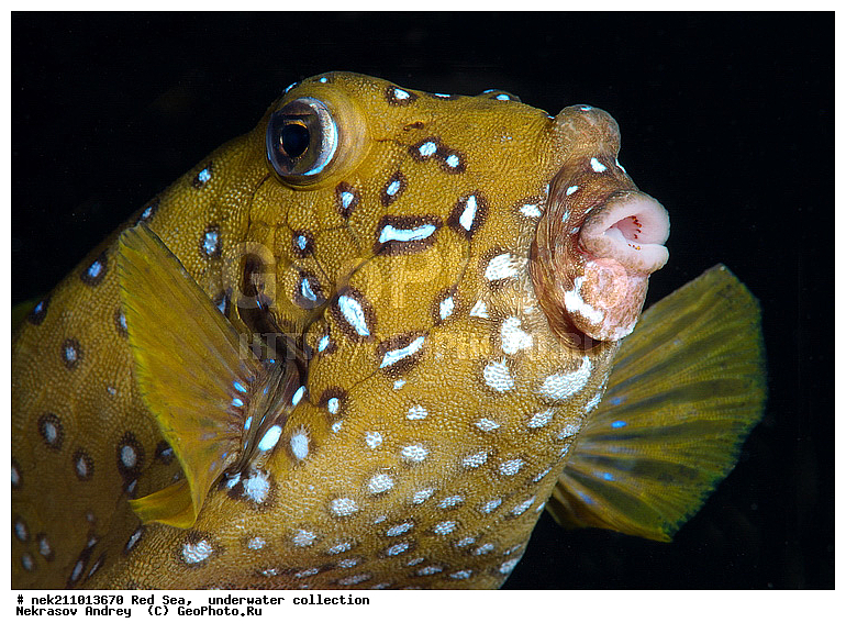 �����, ������� ����, ������, �������, �����, ����, �����, ����������������, �������������, �������, ���������, ������������, ������, �����, ��������, �����, ��������, ��������, ������, ����������, ����������, ����������, �������, �������, ������, �������, �����, �������, �����, ���, ����, �������, �������, �������, ����, ������������, ������������, ������, ������, ����, �����, ������������, ������������, ���������, ������� , ������, �������, ����, ����������, ���������, ��������� ���������, ���������, �������, ���, �������, �������, �������, ����, ����, ������, ��������, ��������, �������, �����������, �����������, �����������, ������ ���, ��������, ��������, ��������, ��������