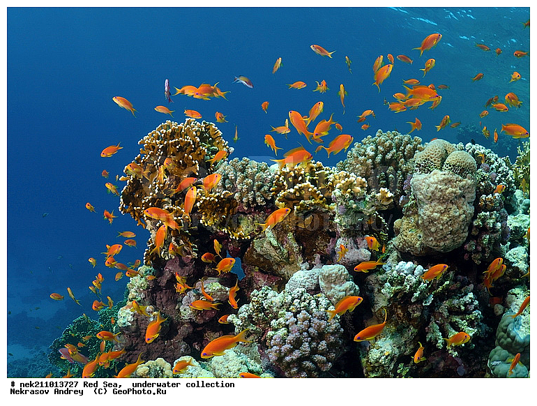 �����, ������� ����, ������, �������, ������, ����, �����, �������������, ������������, �������, ������, �����, ��������, �����, ��������, ������, ����������, ����������, ����������, �������, �������, ������, �������, �����������, ���, ����, �������, �������, �������, ����, �����, ������������, ������������, ���������, ����, ����������, ���������, ��������� ���������, ���������, �������, ���, �������, �������, �������, ����, ����, ��������, ��������, �������, �����������, �����������, �����������