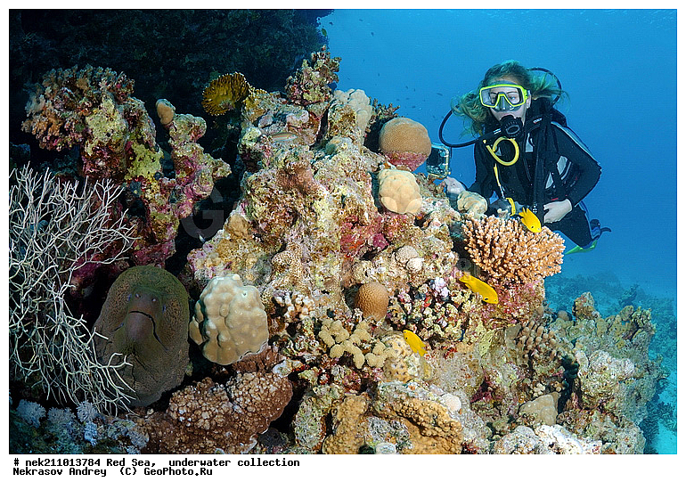 �����, ������� ����, ������, �������, ����, �����, ����������, �������������, �����������, �������, ������, �����, ��������, �����, ��������, ����, ������, ����������, ����������, ����������, �������, �������, ������, �������, ������� ����, ��������, ���, ����, �������, �������, �������, ����, ������, �����, ������������, ������������, ���������, �������, �������, �������, �������, ��������, �����, ����, ����������, ���������, ��������� ���������, ���������, �������, ���, �������, �������, �������, ����, ����, ����, ��������, ��������, �������, �����������, �����������, �����������, �����, ����, ������, ������, ������, ��������, ������� � ��������� ���, ������� � �������, ��������, ��������, ����, ����, XYZ, ���������, Muraenidae, ���������� ������, �������� �����������, �������� ��������, Gymnothorax javanicus