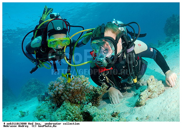 Amphiprion bicinctus, �����, ������� ����, ������, �������, �����������, �������, ���������, ������, ������, ����, ������, ������, ����, �������������, ������, �������, �����������, ������, �����, ��������, ��������, ��������, �����, ��������, �����, ������, ����������, ����������, ����������, �������, �������, ���������, ���, ����, �������, �������, �������, ����, ����, ���������, ������������, ������������, ���������, �������������, ����������, ���������, ���������, ���������, ���������, ��������� ���������, ���������, �������������, �������, �������, �������, �������, ����, ����, ����, �����, ��������, ��������, �������, �����������, �����������, �����������, ����������, ����������, ��������, ���, ����, ����, ������� � ��������� ���, ������� � �������, �������, �������, ������, �������, ��������, ��������, ����, ����, XYZ, �������������, ������� ����, Pomacentridae, ���������� ����-�����, ����������� �����, ������������� ����������� �����, ������������� ���� �����, ���������� ���������, Amphiprion bicinctus