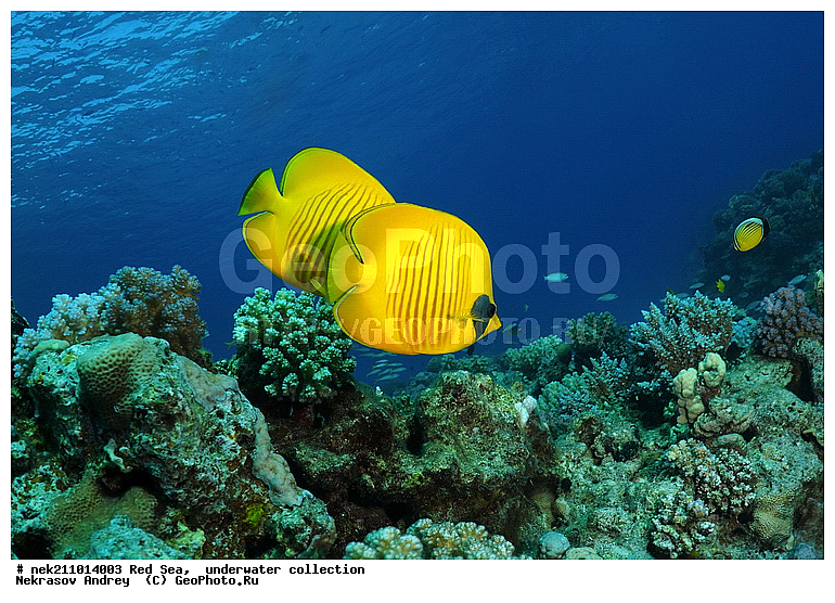 ������, �������, �������, ����, �����, �������������, �������, ������, �����, ��������, �����, ��������, ������, ����������, ����������, ����������, �������, �������, ������, �������, �������������, ���, ����, �������, �������, �������, ����, �����, ������������, ������������, ���������, ��������, ����, ����������, ���������, ���������, �������, ���, �������, �������, �������, ����, ����, ��������, ��������, �������, �����������, �����������, �����������, ���, ����, ����