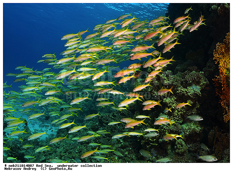 , �����, ������� ����, ������, �������, ����������, ����, �����, �������������, �������, ������, �����, ��������, �����, ��������, ������, ����������, ����������, ����������, �������, �������, ������, �������, ���, ����, �������, �������, �������, ����, �����, ������������, ������������, ���������, ����, ����������, ���������, ��������� ���������, ���������, �������, ���, �������, �������, �������, ����, ����, ����, ��������, ��������, ��������, �������, �����������, �����������, �����������