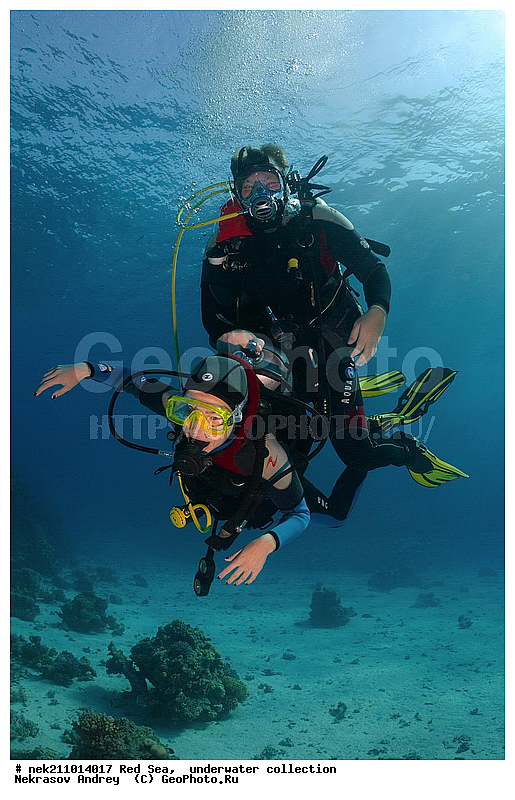 animale, aqua, aquatisch, coral, dive, diving, life, marinelife, reef, sea, sealife, sportdiver, tauchen, underwater, unterwasser, wildlife, �����, ������� ����, ������, �������, ����, �����, �������������, ������, �������, ������, �����, ��������, �����, ��������, ������, ����������, ����������, ����������, �������, �������, ������, �������, ���, ����, �������, �������, �������, ����, �����, ������������, ������������, ���������, ����, ����������, ���������, ��������� ���������, ���������, �������, ���, �������, �������, �������, ����, ��������, ��������, �������, �����������, �����������, �����������, ���, ����, ����